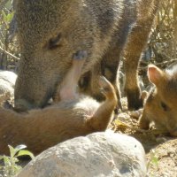 New baby Javelinas - pig like desert animals
