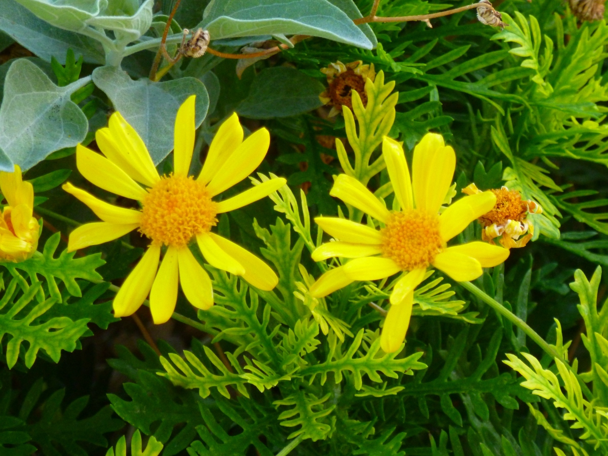 The daisy-like bush, Euryops are # 4 – top Ten Heat Resistant plants our Arizona garden