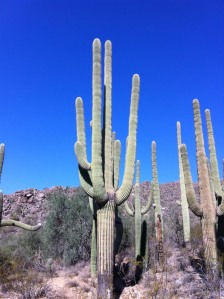 Sonoran Desert cactus tall