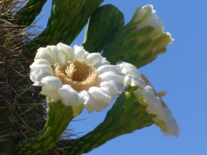 Arizona state cactus flowers
