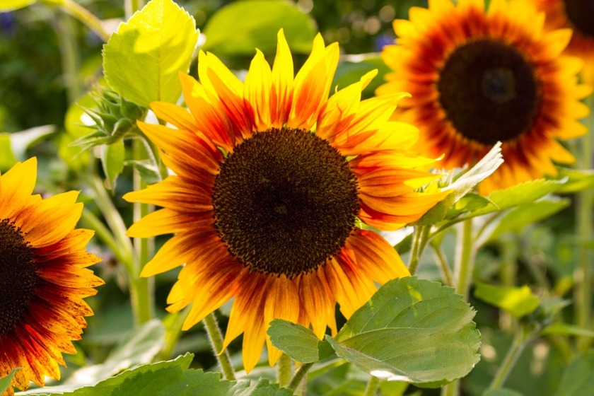species of sunflowers with red