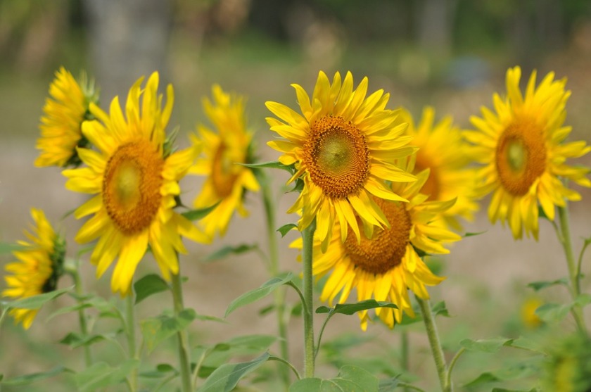wild sunflowers arizona