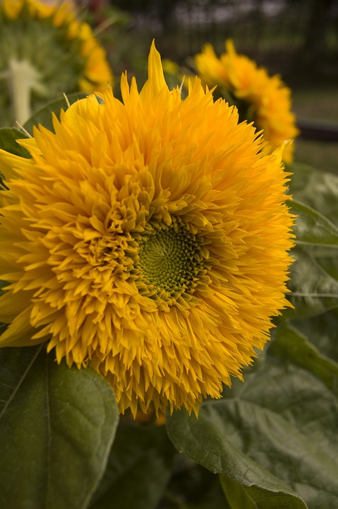 species of sunflowers mirasol